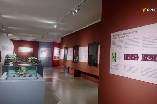 Ethiopia's National Museum Unveils Stunning Makeover Ethiopia's National Museum Unveils Stunning Makeover - Sputnik Africa