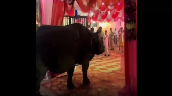 Un rhino s’invite à un mariage au Népal - Sputnik Afrique