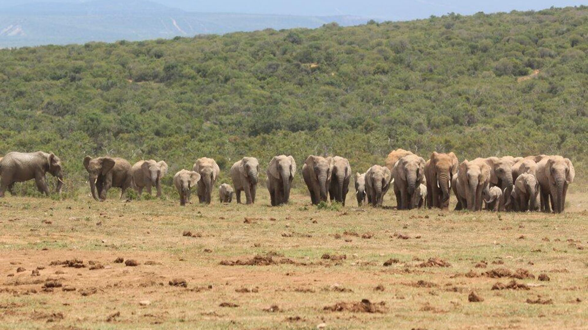 Un exode majestueux: 42 éléphants redessinent l’âme de l’Afrique du Sud Un exode majestueux: 42 éléphants redessinent l’âme de l’Afrique du Sud - Sputnik Afrique, 1920, 29.05.2025