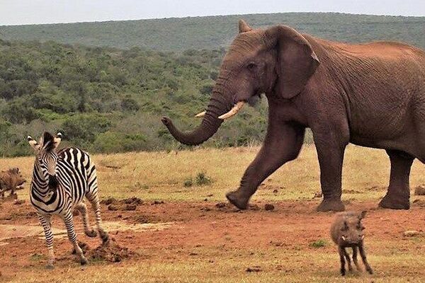Un exode majestueux: 42 éléphants redessinent l’âme de l’Afrique du Sud Un exode majestueux: 42 éléphants redessinent l’âme de l’Afrique du Sud - Sputnik Afrique