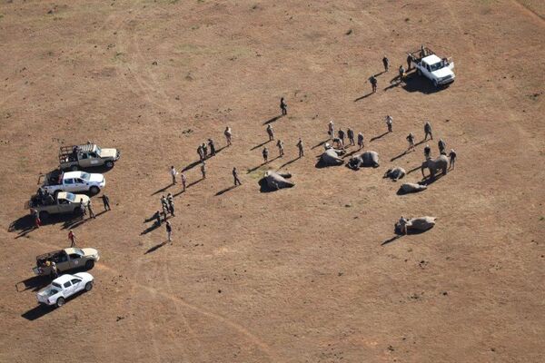 Un exode majestueux: 42 éléphants redessinent l’âme de l’Afrique du Sud Un exode majestueux: 42 éléphants redessinent l’âme de l’Afrique du Sud - Sputnik Afrique