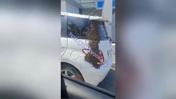 #viral | Russian Far Eastern City Buzzes With Chaos as Bees Swarm Parked Cars! - Sputnik Africa
