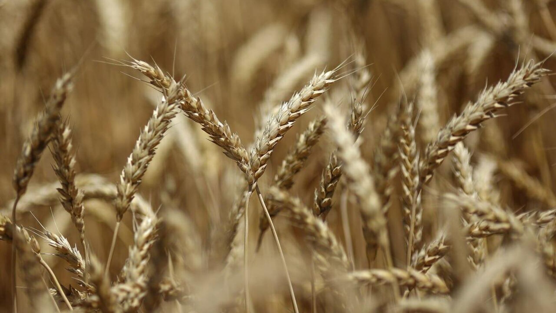 African Countries Expect to Increase Grain Purchases From Russia African Countries Expect to Increase Grain Purchases From Russia - Sputnik Africa, 1920, 30.05.2025