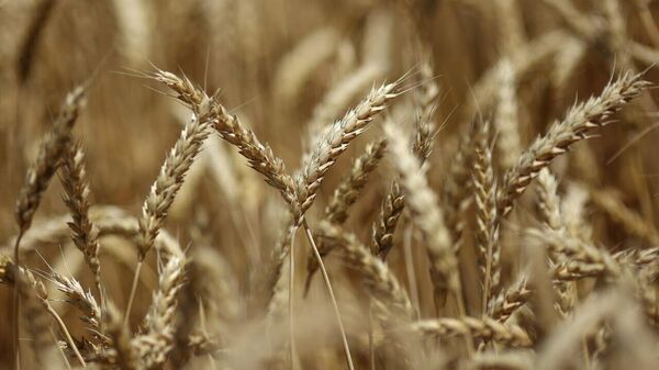 African Countries Expect to Increase Grain Purchases From Russia - Sputnik Africa