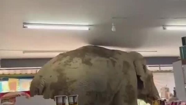#viral | Hungry Baby Elephant Stops By Thai Shop, Helps Itself to Rice Crackers on Way Out - Sputnik Africa