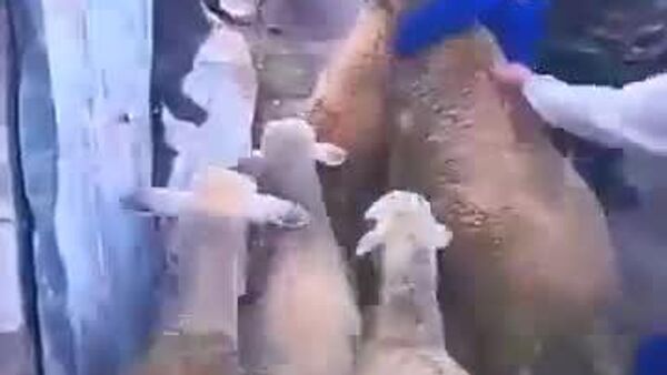 Eid al-Adha in Morocco: Controversy Grows After Sheep Seizures - Sputnik Africa