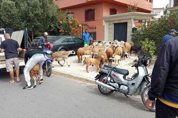 Eid al-Adha in Morocco: Controversy Grows After Sheep Seizures Eid al-Adha in Morocco: Controversy Grows After Sheep Seizures - Sputnik Africa