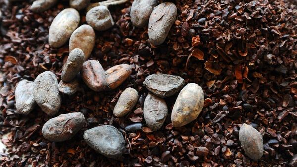 Nigeria Aims to Revive Cocoa Sector With Focus on Local Processing & Sustainability - Sputnik Africa