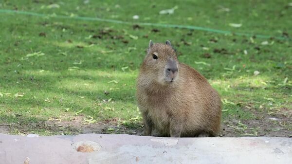 #viral | Capybara Cuteness Alert: Meet New 14kg Baby Boy at Moscow Zoo - Sputnik Africa