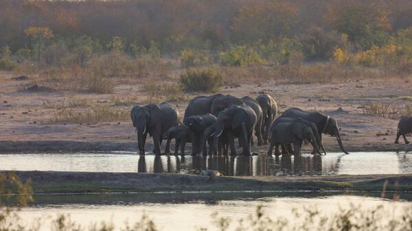 Zimbabwe Allows to Cull Total of 50 Elephants to Address Overpopulation - Sputnik Africa