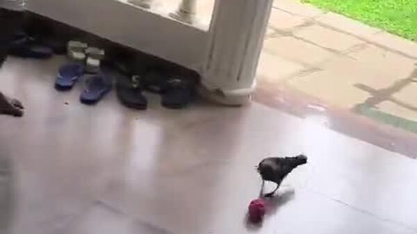 #viral | ‍⬛ In Goa, India, a crow has mastered the art of playing football, earning the internet nickname Crownaldo - Sputnik Africa