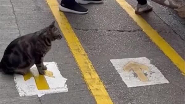 #viral | Purr-fectly Patient: A Furry Passenger Waits for the Bus in Hong Kong - Sputnik Africa
