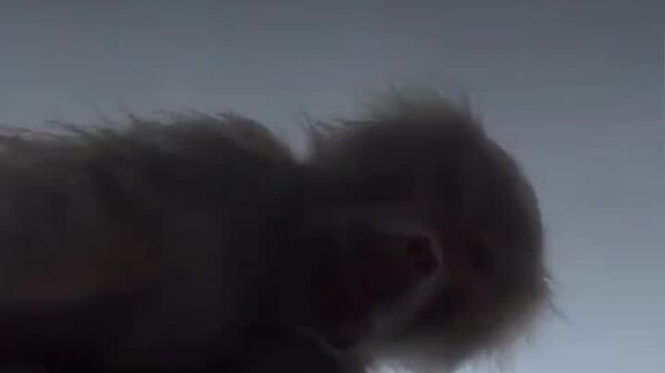 #viral | Monkey See, Monkey Vlog: Dutch Zoo Primates Become Accidental Filmmakers - Sputnik Africa