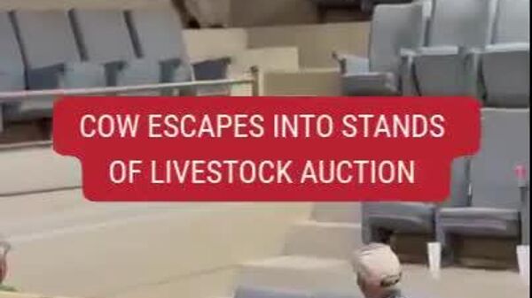 #viral | Cow Wreaks Havoc at a US Auction - Sputnik Africa