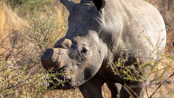 Dehorning Works: Study Shows 78% Drop in Rhino Poaching - Sputnik Africa