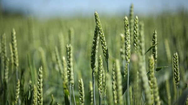 Russia Increases Wheat Exports to West Africa by 38% - Sputnik Africa