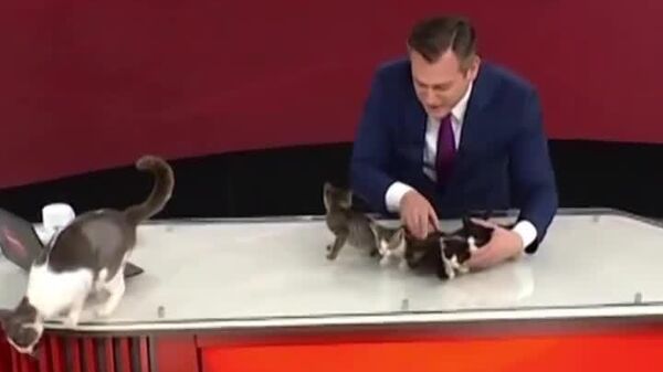#viral | Politics? No, Bring Us Some Kittens! - Sputnik Africa