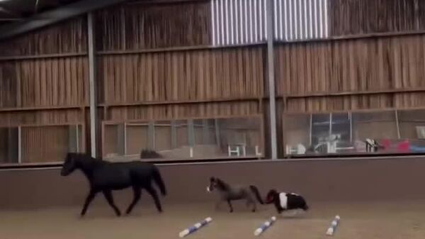 #viral | Seems You Have to Use Magnifying Glass to See That Jolly Micro Horse - Sputnik Africa