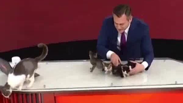 Quand de petits chats font les gros titres! - Sputnik Afrique