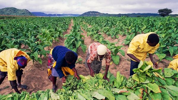 Zimbabwe’s Tobacco & Wheat Sectors Set for Record Growth - Sputnik Africa
