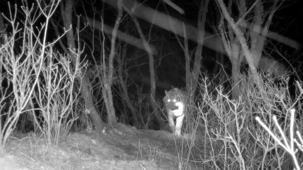 #viral | Amur Tiger Steals Camera Trap - Sputnik Africa