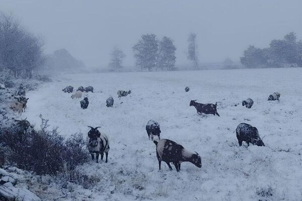Des chutes de neige exceptionnelles paralysent certaines régions en Afrique du Sud Des chutes de neige exceptionnelles paralysent certaines régions en Afrique du Sud - Sputnik Afrique
