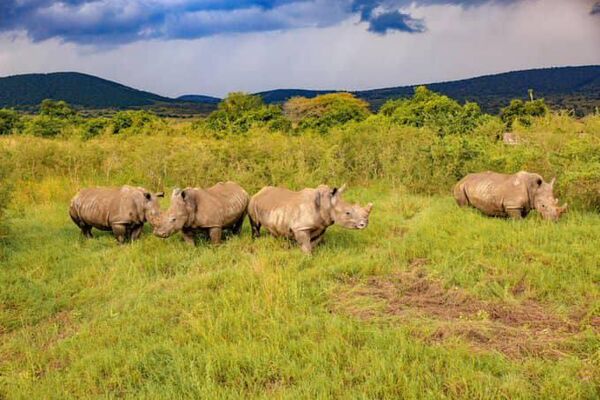 70 Southern White Rhinos Relocated From South Africa to Rwanda to Protect Endangered Species 70 Southern White Rhinos Relocated From South Africa to Rwanda to Protect Endangered Species - Sputnik Africa
