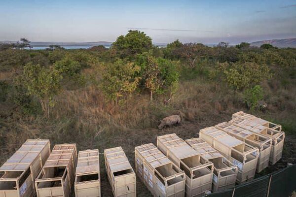 70 Southern White Rhinos Relocated From South Africa to Rwanda to Protect Endangered Species 70 Southern White Rhinos Relocated From South Africa to Rwanda to Protect Endangered Species - Sputnik Africa