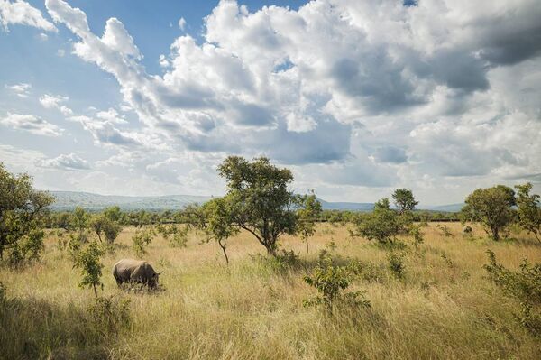 70 Southern White Rhinos Relocated From South Africa to Rwanda to Protect Endangered Species 70 Southern White Rhinos Relocated From South Africa to Rwanda to Protect Endangered Species - Sputnik Africa