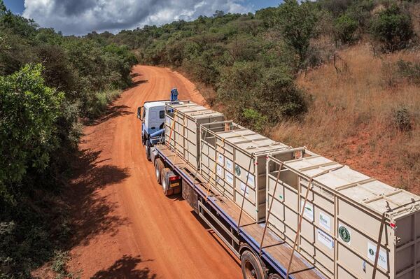 70 Southern White Rhinos Relocated From South Africa to Rwanda to Protect Endangered Species 70 Southern White Rhinos Relocated From South Africa to Rwanda to Protect Endangered Species - Sputnik Africa
