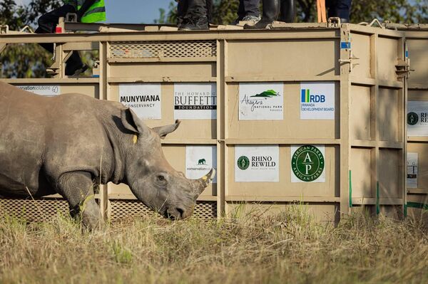 70 Southern White Rhinos Relocated From South Africa to Rwanda to Protect Endangered Species 70 Southern White Rhinos Relocated From South Africa to Rwanda to Protect Endangered Species - Sputnik Africa