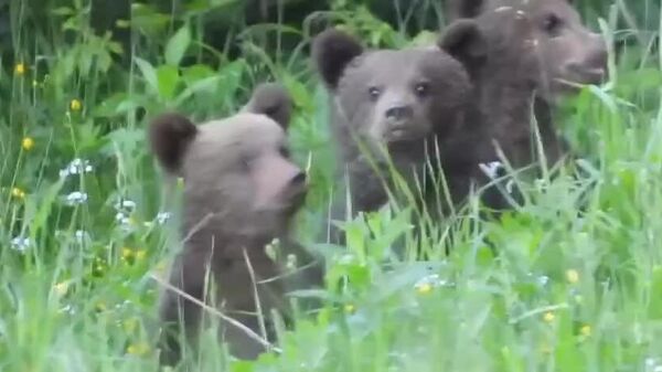 #viral | Meet Adorable Baby Bear Triplets in Poland! - Sputnik Africa