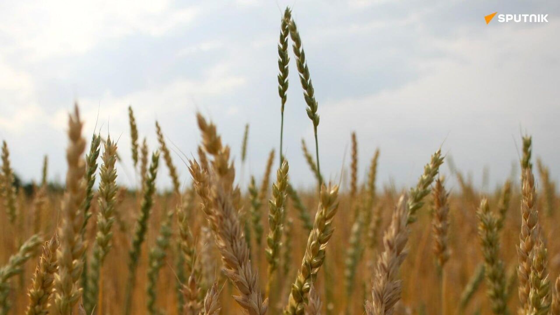 Algeria to Become Self-Sufficient in Durum Wheat by 2026 Algeria to Become Self-Sufficient in Durum Wheat by 2026 - Sputnik Africa, 1920, 16.06.2025