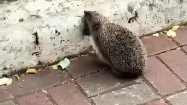 #viral | Family Moment: Mother Hedgehog Carries Baby Across Road - Sputnik Africa