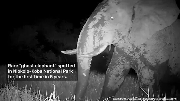 Un éléphant fantôme réapparaît au Sénégal après des années de silence - Sputnik Afrique