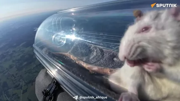 Des rats avec des neuro-implants envoyés dans la stratosphère par des scientifiques russes - Sputnik Afrique