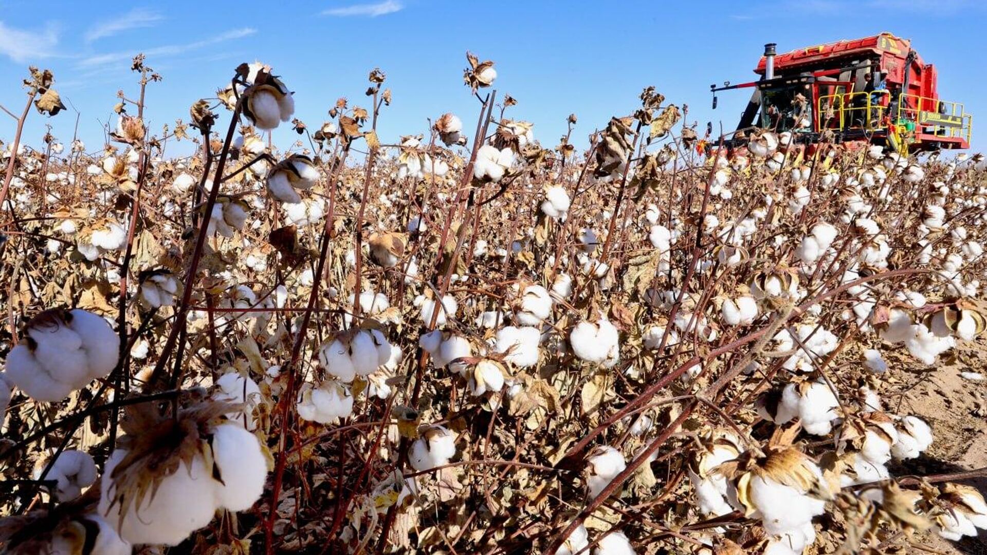 Zimbabwe’s Cotton Research Institute Promotes Genetically Modified Cotton to Combat Climate Change Zimbabwe’s Cotton Research Institute Promotes Genetically Modified Cotton to Combat Climate Change - Sputnik Africa, 1920, 26.06.2025