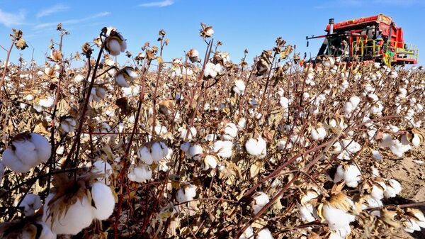 Zimbabwe’s Cotton Research Institute Promotes Genetically Modified Cotton to Combat Climate Change - Sputnik Africa