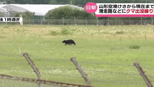 #viral | Bear on the Runway: Japan's Yamagata Airport Temporarily Shuts Down, Flights Cancelled - Sputnik Africa