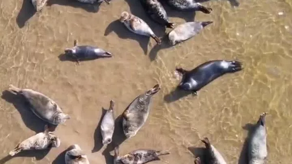 Des centaines de phoques de la Baltique se prélassent sur le rivage de la région de Stegna, en Pologne - Sputnik Afrique