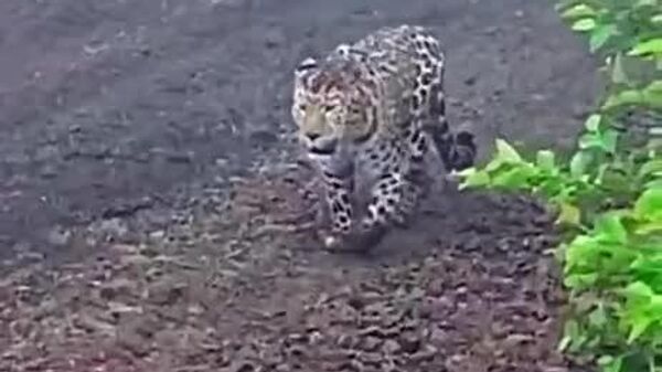 #viral | 'Wild' Encounter Leaves Both Men and Leopard Surprised - Sputnik Africa