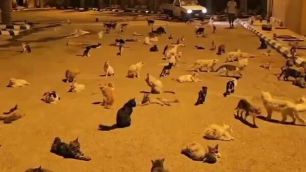 #viral | A 'Cat Rain' Descends Upon Saudi Arabia - Sputnik Africa