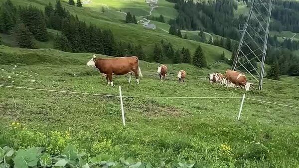 ▶ Un touriste en Suisse donne un concert - Sputnik Afrique