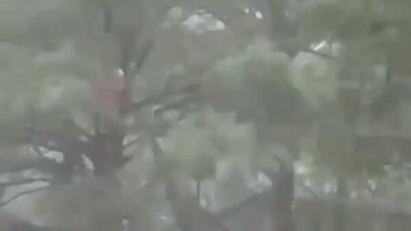 #viral | Brave Texas Helicopter Crew Rescues Woman Trapped in Tree During Floods - Sputnik Africa