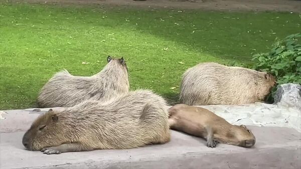 #viral | Workaholics Day? Moscow Zoo Capybaras Beg to Differ - Sputnik Africa