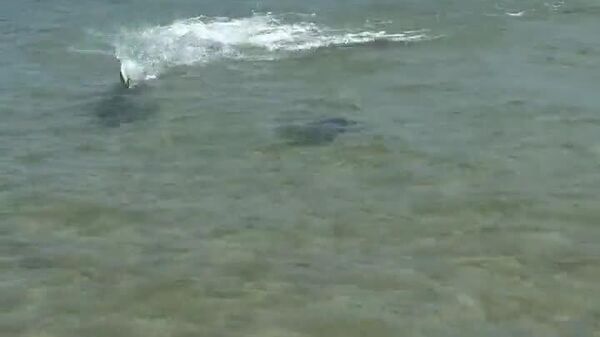 #viral | A stingray has been caught on video in Australia jumping out of the water to escape a hammerhead shark - Sputnik Africa