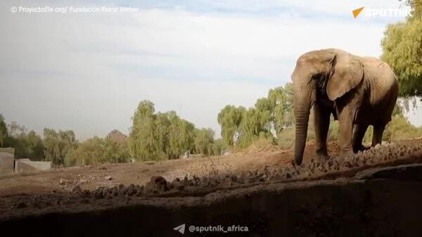 Kenya the Elephant Begins Journey to Freedom After 40 Years - Sputnik Africa