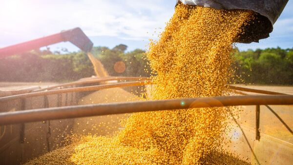 Ethiopia to Export Soybean Meal to China Amid Trade War With US - Sputnik Africa