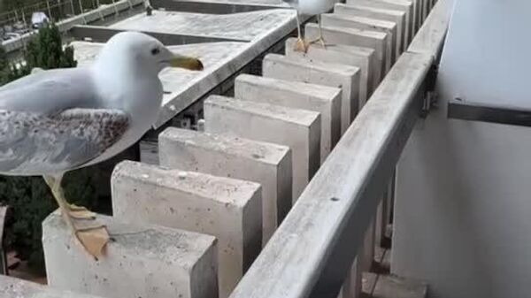#viral | Seagulls in Crimea Laugh at Their Unlucky Friend - Sputnik Africa
