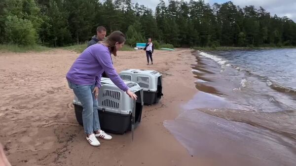 #viral | Two seal pups were released into Russia's Lake Ladoga after rehabilitation at the Baltic Seal Friends Foundation - Sputnik Africa